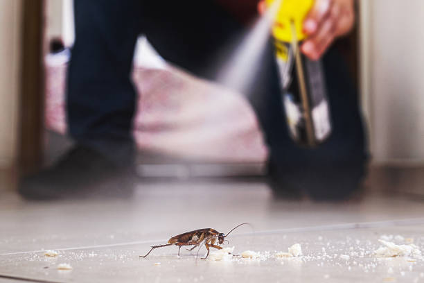 Best Insect Control  in Pine Lawn, MO
