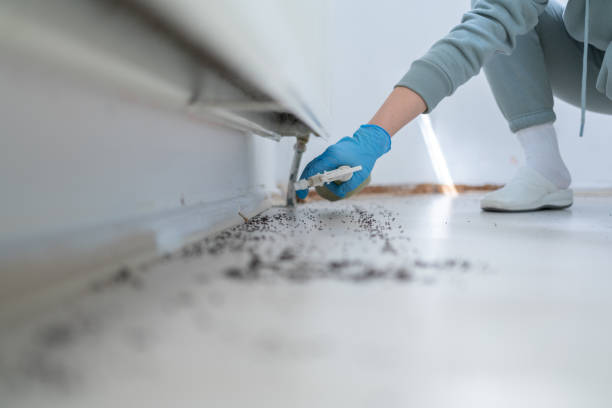 Best Emergency Pest Control  in Pine Lawn, MO
