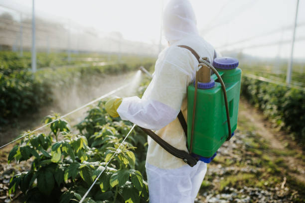 Best Wasp Removal Services  in Pine Lawn, MO